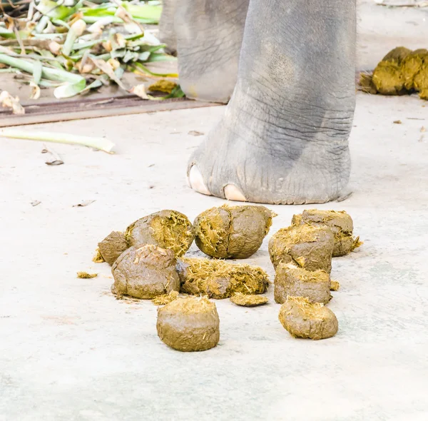 粪大象 — 图库照片