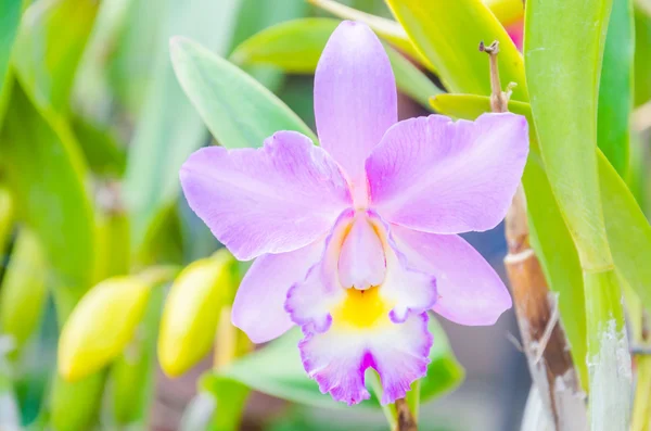 Orchid blommor — Stockfoto