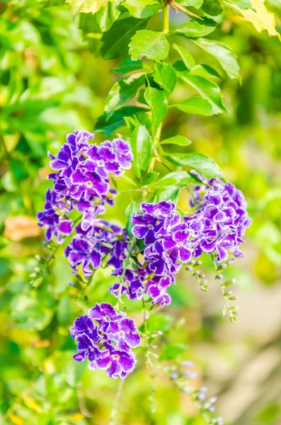 Purple flowers — Stock Photo, Image