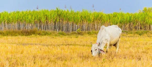 Cow on field — Stock Photo, Image