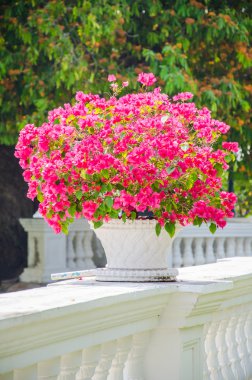 Bougainvillea çiçek