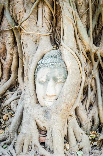 Buddha head statue — Stock Photo, Image