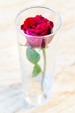 kırmızı gül çiçek