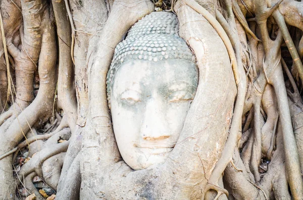 Estatua de cabeza Buddha — Foto de Stock