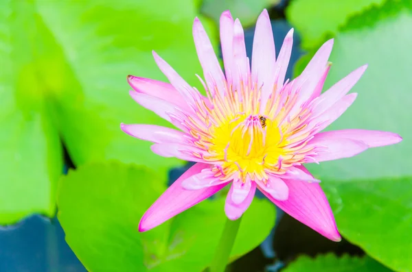 Flor de lótus — Fotografia de Stock