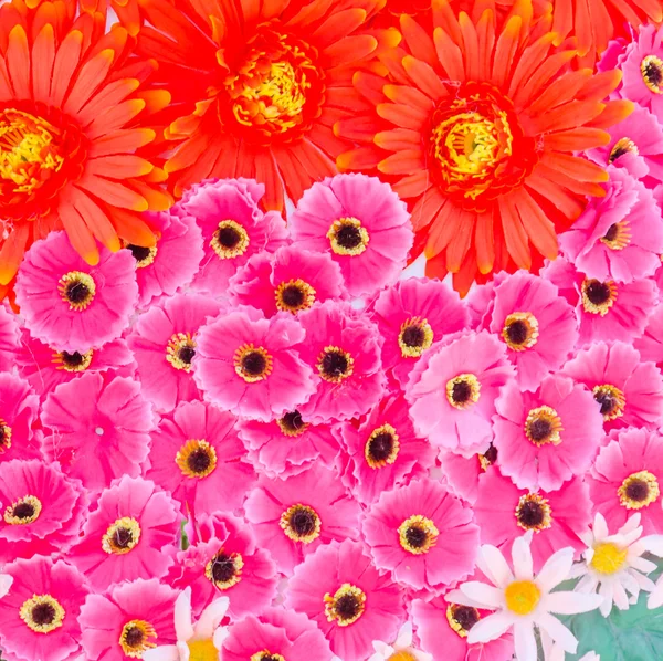 Flowers background — Stock Photo, Image