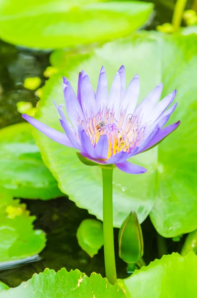 Flor de lótus — Fotografia de Stock