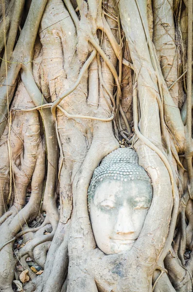 Statua testa di Buddha — Foto Stock