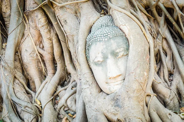 Buda baş heykeli — Stok fotoğraf