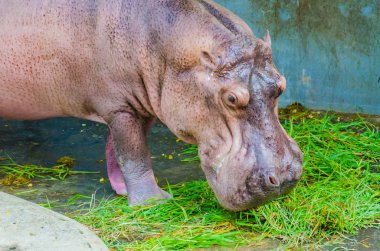 Hippo Hayvanat Bahçesi