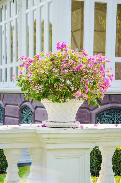 Bougainvillea blommor i vas — Stockfoto