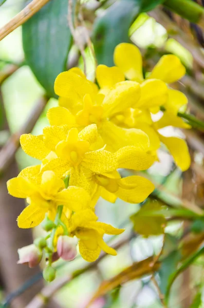 Flores de orquídeas — Fotografia de Stock