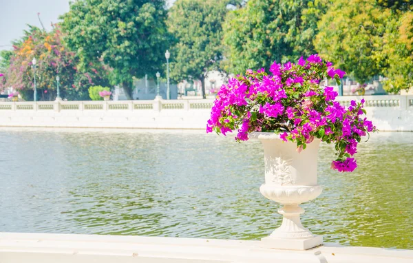 Bougainvillea bloemen — Stockfoto