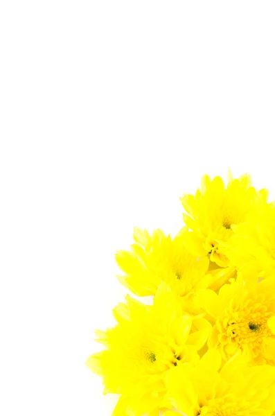 Yellow flower — Stock Photo, Image