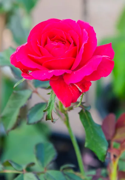 Rosa en el jardín —  Fotos de Stock