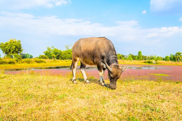 Cow on field — Stock Photo, Image