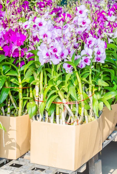 Orchid flowers — Stock Photo, Image