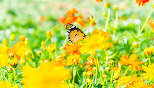 Mariposa en la flor — Foto de Stock