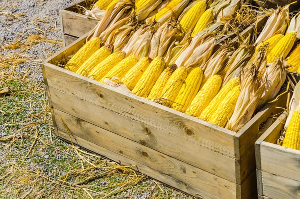 Corn in the box — Stock Photo, Image