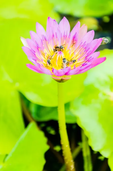 Lotus çiçeği. — Stok fotoğraf