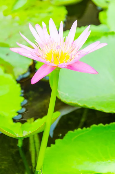 Flor de lótus — Fotografia de Stock