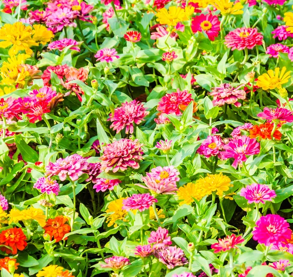 Цветы в саду — стоковое фото
