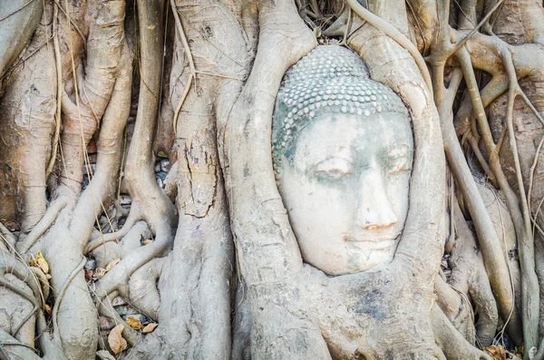 Buda baş heykeli — Stok fotoğraf