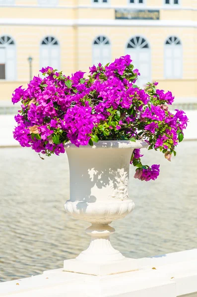 Bougainvillea flowers — Stock Photo, Image