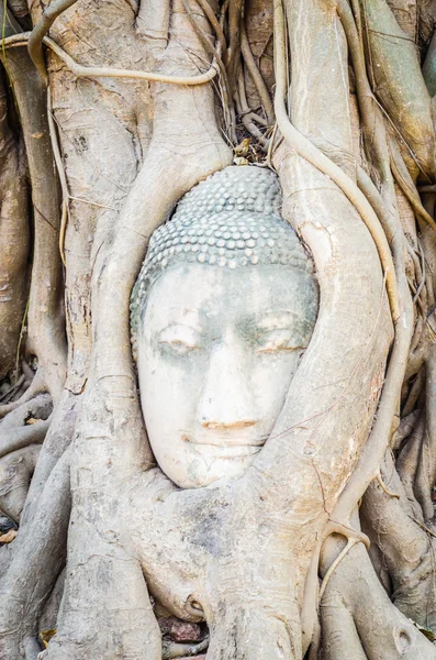 Buddha head statue — Stock Photo, Image