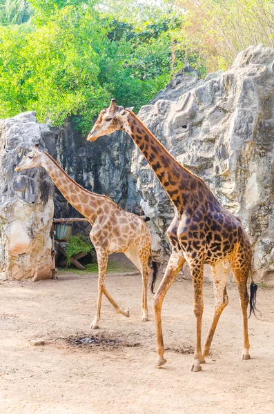 Giraffen im Zoo — Stockfoto