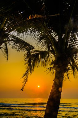 gün batımında Palm siluet