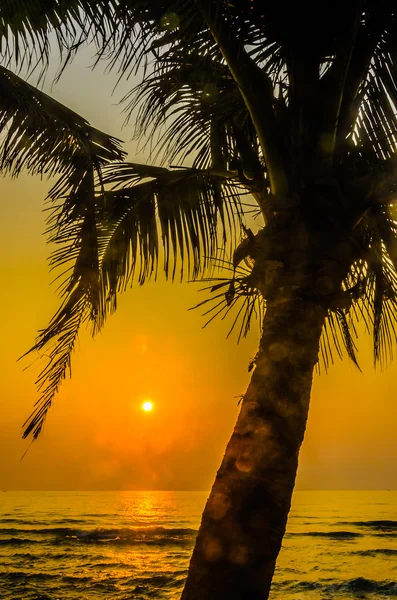 Palmensilhouette bei Sonnenuntergang — Stockfoto