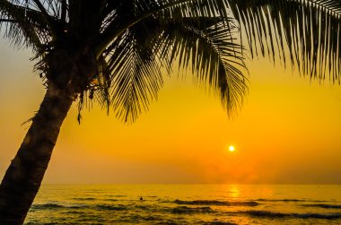 gün batımında Palm siluet