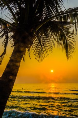 gün batımında Palm siluet