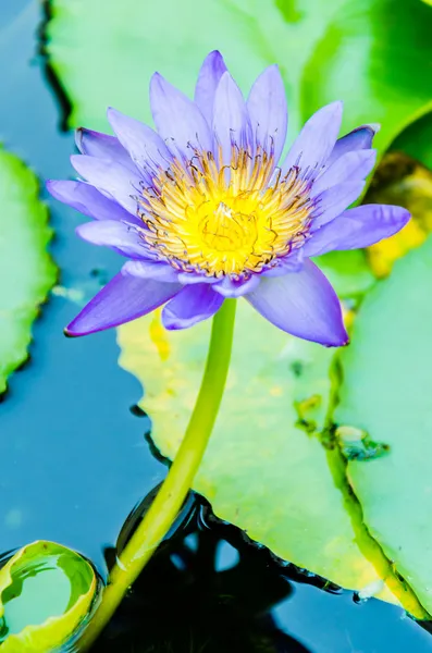 Flor de lótus — Fotografia de Stock