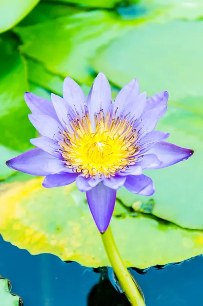 Flor de lótus — Fotografia de Stock