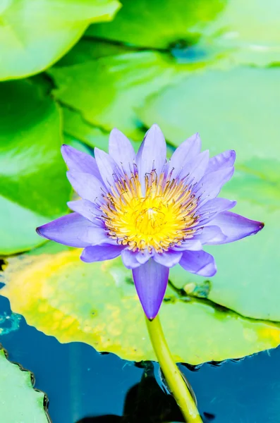 Flor de lótus — Fotografia de Stock