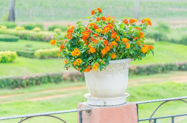 Flowers vase — Stock Photo, Image