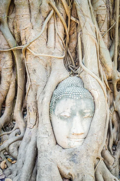 Statua testa di Buddha — Foto Stock