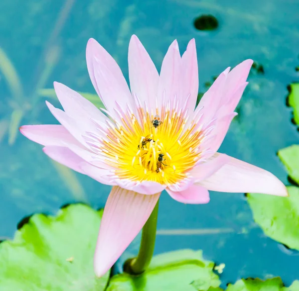 Lotusblüte — Stockfoto