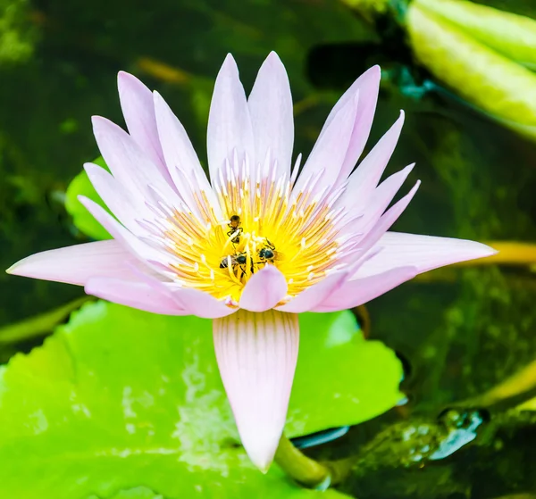 Flor de lótus — Fotografia de Stock