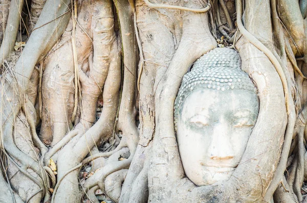 Estatua de cabeza Buddha — Foto de Stock