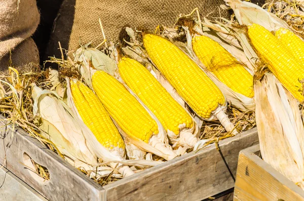 Corn in the box — Stock Photo, Image