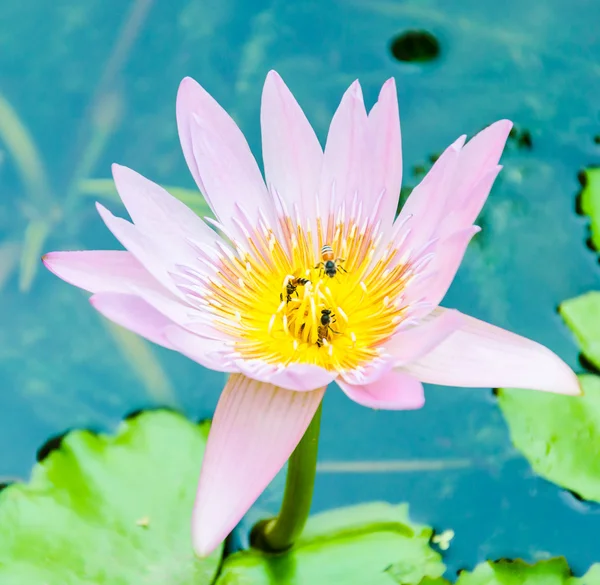 Flor de lótus — Fotografia de Stock