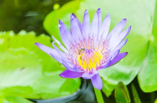 Flor de lótus — Fotografia de Stock