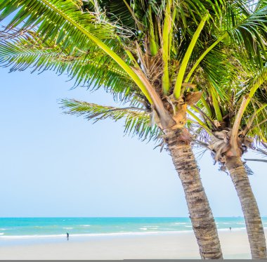 Kumsalda hindistan cevizi ağacı