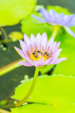 Lotus çiçeği.