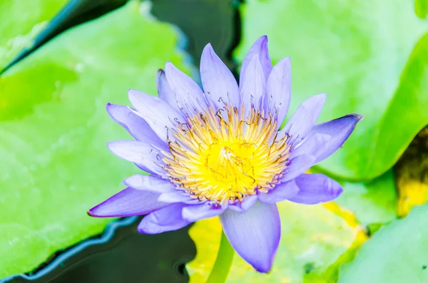 Flor de lótus — Fotografia de Stock