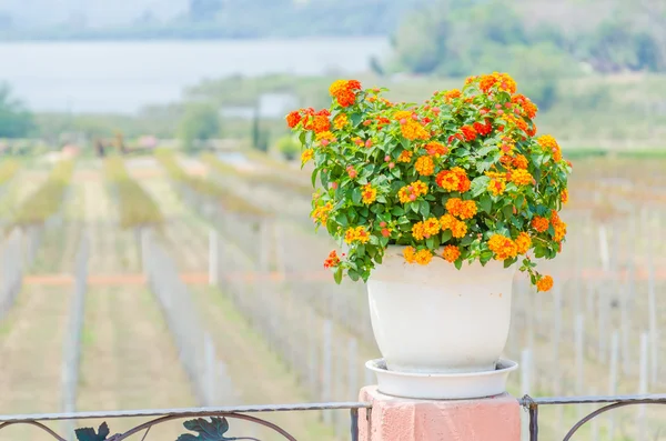 Flowers vase — Stock Photo, Image