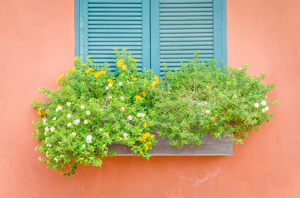 Flores en jarrón — Foto de Stock